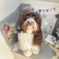 【本店】2023年12月14日のワンちゃん達♪