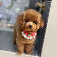 【本店】2023年12月15日のワンちゃん達♪