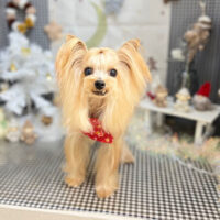 【本店】2023年12月17日のワンちゃん達♪