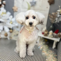 【本店】2023年12月24日のワンちゃん達♪