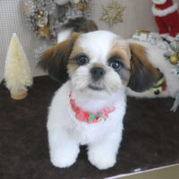 【山手店】2023年12月1日のワンちゃん達♪