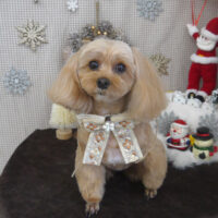 【山手店】2023年12月2日のワンちゃん達♪