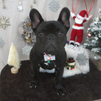 【山手店】2023年12月3日のワンちゃん達♪