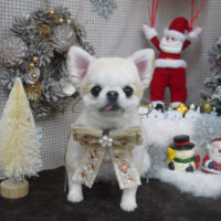 【山手店】2023年12月4日のワンちゃん達♪