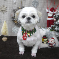 【山手店】2023年12月7日のワンちゃん達♪