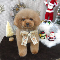 【山手店】2023年12月8日のワンちゃん達♪