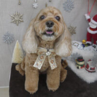 【山手店】2023年12月9日のワンちゃん達♪