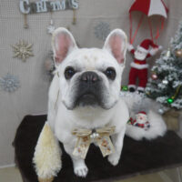 【山手店】2023年12月10日のワンちゃん達♪