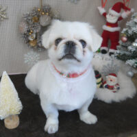 【山手店】2023年12月11日のワンちゃん達♪