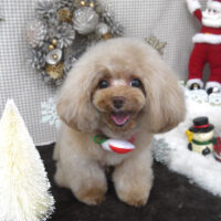 【山手店】2023年12月14日のワンちゃん達♪