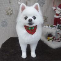 【山手店】2023年12月15日のワンちゃん達♪