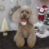 【山手店】2023年12月16日のワンちゃん達♪