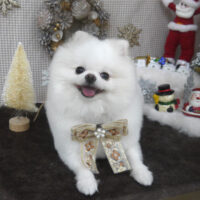 【山手店】2023年12月17日のワンちゃん達♪