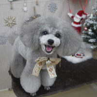 【山手店】2023年12月18日のワンちゃん達♪