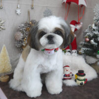 【山手店】2023年12月22日のワンちゃん達♪