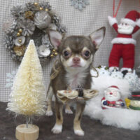 【山手店】2023年12月23日のワンちゃん達♪