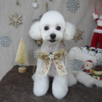 【山手店】2023年12月24日のワンちゃん達♪