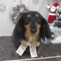 【山手店】2023年12月25日のワンちゃん達♪