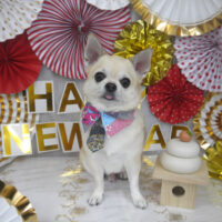 【山手店】2023年12月27日のワンちゃん達♪