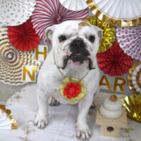 【山手店】2023年12月29日のワンちゃん達♪