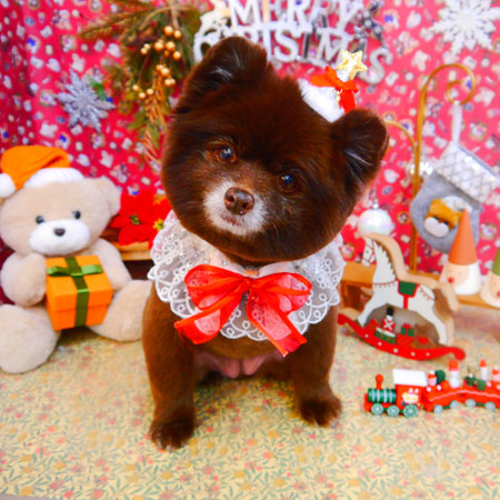 【池下店】2023年12月1日のワンちゃん達♪