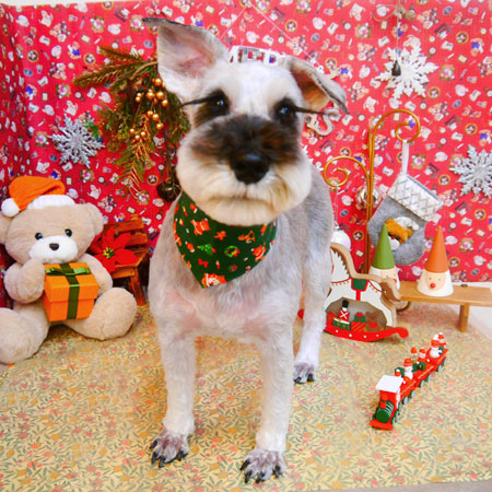 【池下店】2023年12月2日のワンちゃん達♪