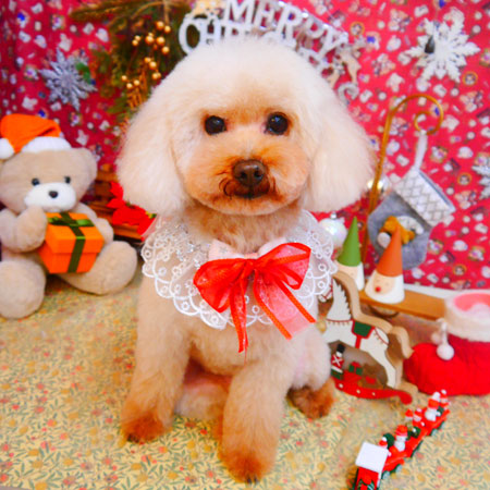 【池下店】2023年12月3日のワンちゃん達♪