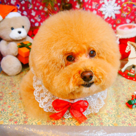 【池下店】2023年12月7日のワンちゃん達♪