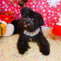 【池下店】2023年11月8日のワンちゃん達♪