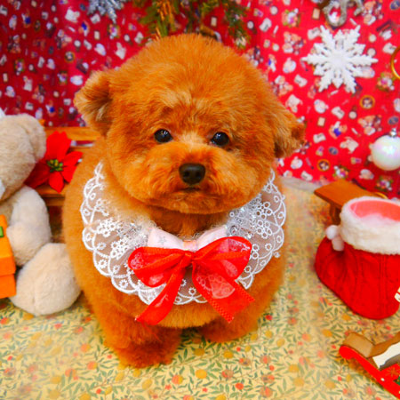 【池下店】2023年12月9日のワンちゃん達♪