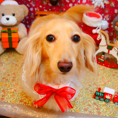 【池下店】2023年12月10日のワンちゃん達♪