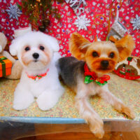 【池下店】2023年12月15日のワンちゃん達♪