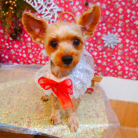 【池下店】2023年12月16日のワンちゃん達♪