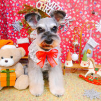 【池下店】2023年12月18日のワンちゃん達♪