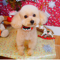 【池下店】2023年12月21日のワンちゃん達♪