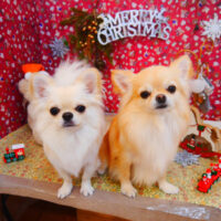 【池下店】2023年12月22日のワンちゃん達♪