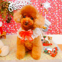 【池下店】2023年12月24日のワンちゃん達♪