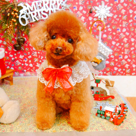 【池下店】2023年12月24日のワンちゃん達♪