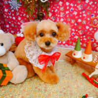 【池下店】2023年12月25日のワンちゃん達♪