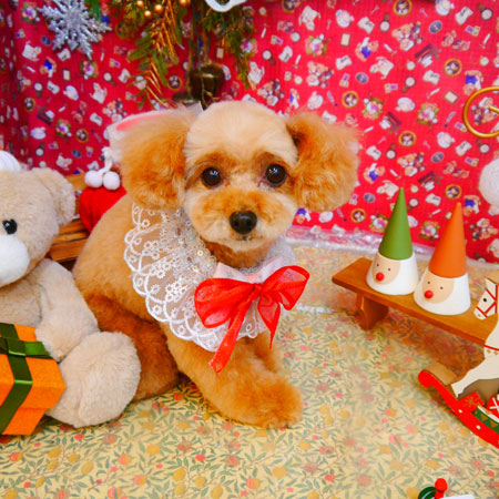 【池下店】2023年12月25日のワンちゃん達♪