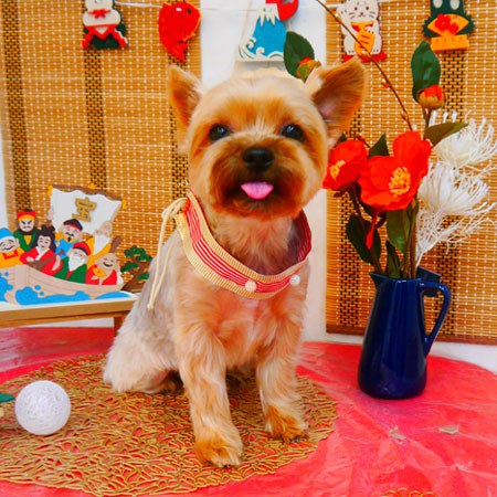 【池下店】2023年12月27日のワンちゃん達♪