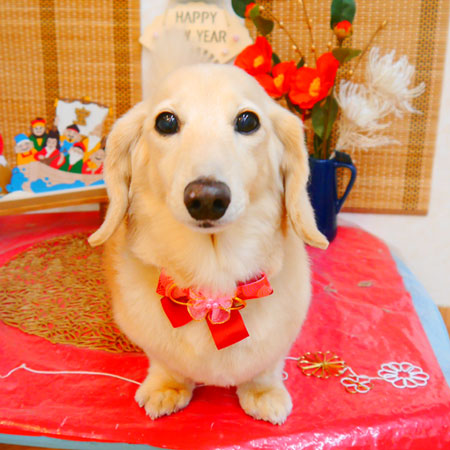 【池下店】2023年12月29日のワンちゃん達♪