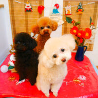 【池下店】2023年12月30日のワンちゃん達♪