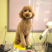 【本店】2024年1月19日のワンちゃん達♪