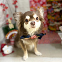 【本店】2024年1月21日のワンちゃん達♪