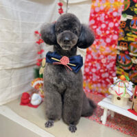 【本店】2024年1月20日のワンちゃん達♪