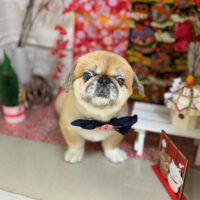 【本店】2024年1月6日のワンちゃん達♪