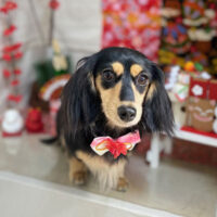 【本店】2024年1月15日のワンちゃん達♪