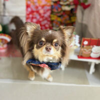 【本店】2024年1月18日のワンちゃん達♪