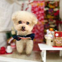 【本店】2024年1月24日のワンちゃん達♪